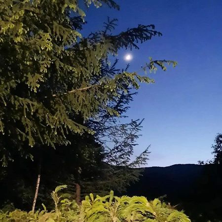 Kalmul Naturii, Iuresul Padurii Firiza Bagian luar foto